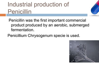 Industrial production of
Penicillin
Penicillin was the first important commercial
product produced by an aerobic, submerged
fermentation.
Penicillium Chrysogenum specie is used.
 