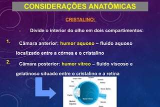 1.
2.
CONSIDERAÇÕES ANATÔMICAS
CRISTALINO:
- Divide o interior do olho em dois compartimentos:
Câmara anterior: humor aquoso – fluido aquoso
localizado entre a córnea e o cristalino
Câmara posterior: humor vítreo – fluido viscoso e
gelatinoso situado entre o cristalino e a retina
 