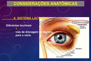 CONSIDERAÇÕES ANATÔMICAS
4. SISTEMA LACRIMAL:
Glândulas lacrimais
+
vias de drenagem da lágrima
para o nariz.
 