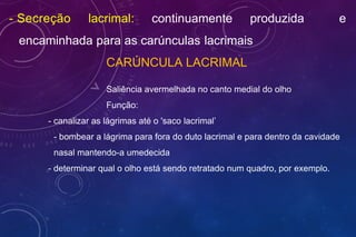 - Secreção lacrimal: continuamente produzida e
encaminhada para as carúnculas lacrimais
CARÚNCULA LACRIMAL
Saliência avermelhada no canto medial do olho
Função:
- canalizar as lágrimas até o 'saco lacrimal’
- bombear a lágrima para fora do duto lacrimal e para dentro da cavidade
nasal mantendo-a umedecida
- determinar qual o olho está sendo retratado num quadro, por exemplo.
 