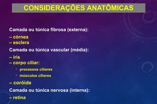 Camada ou túnica fibrosa (externa):
– córnea
– esclera
Camada ou túnica vascular (média):
– íris
– corpo ciliar:
- processos ciliares
- músculos ciliares
– coróide
Camada ou túnica nervosa (interna):
– retina
CONSIDERAÇÕES ANATÔMICAS
 