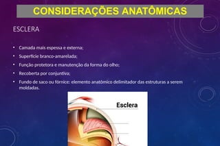 ESCLERA
• Camada mais espessa e externa;
• Superfície branco-amarelada;
• Função protetora e manutenção da forma do olho;
• Recoberta por conjuntiva;
• Fundo de saco ou fórnice: elemento anatômico delimitador das estruturas a serem
moldadas.
CONSIDERAÇÕES ANATÔMICAS
 