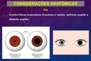 -
CONSIDERAÇÕES ANATÔMICAS
Íris
Contém fibras musculares circulares e radiais: esfíncter pupilar e
dilatador pupilar;
 
