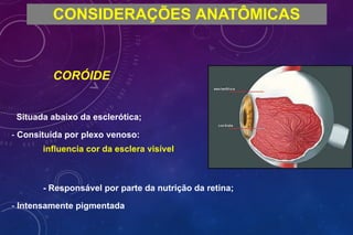 CONSIDERAÇÕES ANATÔMICAS
CORÓIDE
Situada abaixo da esclerótica;
- Consituída por plexo venoso:
influencia cor da esclera visível
- Responsável por parte da nutrição da retina;
- Intensamente pigmentada
 