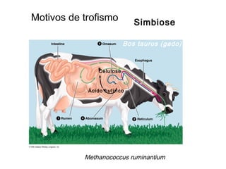 Simbiose
Methanococcus ruminantium
Motivos de trofismo
Bos taurus (gado)
Ácido butirico
Celulose
 