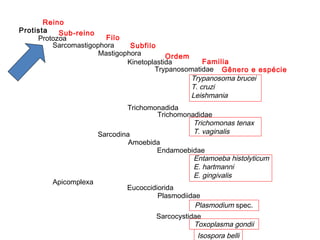Protozoa
Sarcomastigophora
Mastigophora
Kinetoplastida
Trypanosomatidae
Trypanosoma brucei
T. cruzi
Leishmania
Trichomonadida
Trichomonadidae
Sarcodina
Amoebida
Endamoebidae
Entamoeba histolyticum
E. hartmanni
E. gingivalis
Taxonomia dos organismos da aula
Trichomonas tenax
T. vaginalis
Apicomplexa
Eucoccidiorida
Plasmodiidae
Plasmodium spec.
Sarcocystidae
Toxoplasma gondii
Sub-reino
Filo
Subfilo
Ordem
Familia
Gênero e espécie
Protista
Reino
Isospora belli
 