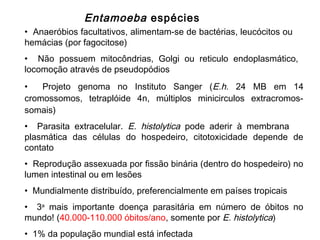 • Anaeróbios facultativos, alimentam-se de bactérias, leucócitos ou
hemácias (por fagocitose)
• Não possuem mitocôndrias, Golgi ou reticulo endoplasmático,
locomoção através de pseudopódios
• Projeto genoma no Instituto Sanger (E.h. 24 MB em 14
cromossomos, tetraplóide 4n, múltiplos minicirculos extracromos-
somais)
• Parasita extracelular. E. histolytica pode aderir à membrana
plasmática das células do hospedeiro, citotoxicidade depende de
contato
• Reprodução assexuada por fissão binária (dentro do hospedeiro) no
lumen intestinal ou em lesões
• Mundialmente distribuído, preferencialmente em países tropicais
• 3a
mais importante doença parasitária em número de óbitos no
mundo! (40.000-110.000 óbitos/ano, somente por E. histolytica)
• 1% da população mundial está infectada
Entamoeba espécies
 