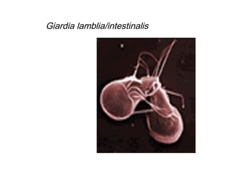 Giardia lamblia/intestinalis
 