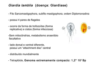 Giardia lamblia (doença: Giardíase)
- Filo Sarcomastigophora, subfilo mastigophora, ordem Diplomonadina
- possui 4 pares de flagelos
- ocorre da forma de trofozoítas (forma
replicativa) e cistos (forma infecciosa)
-Sem mitocôndrias, metabolismo anaeróbio
facultativo
- lado dorsal e ventral diferente,
possui um “attachment disc” central
- distribuído mundialmente
- Tetraplóide, Genoma extremamente compacto: 1,2* 107
Bp
 