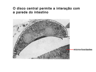 O disco central permite a interação com
a parede do intestino
microvilosidades
 