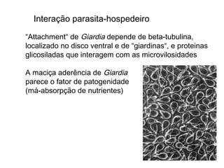Interação parasita-hospedeiro
“Attachment“ de Giardia depende de beta-tubulina,
localizado no disco ventral e de “giardinas“, e proteinas
glicosiladas que interagem com as microvilosidades
A maciça aderência de Giardia
parece o fator de patogenidade
(má-absorpção de nutrientes)
 