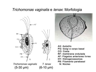 Trichomonas vaginalis e tenax: Morfologia
Trichomonas vaginalis T. tenax
AX: Axóstilo
PG: Golgi e corpo basal
CO: Costa
RF: membrana ondulada
AF: Flagelos anteriores livres
HY: Hidrogenossomos
PB: Filamento parabasal
N: Núcleo
(5-30 µm) (6-10 µm)
 