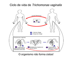 Ciclo de vida de Trichomonas vaginalis
O organismo não forma cistos!
 