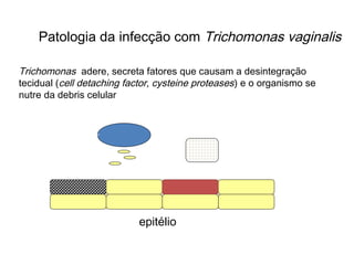Patologia da infecção com Trichomonas vaginalis
Trichomonas adere, secreta fatores que causam a desintegração
tecidual (cell detaching factor, cysteine proteases) e o organismo se
nutre da debris celular
epitélio
 