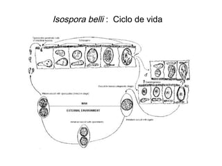 Isospora belli : Ciclo de vida
 