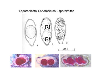 Esporoblasto
R!
R!
Esporocistos Esporozoitas
 
