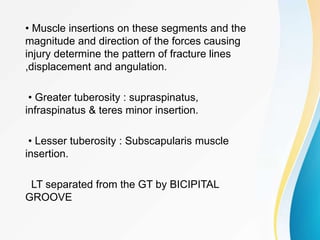 • Muscle insertions on these segments and the
magnitude and direction of the forces causing
injury determine the pattern of fracture lines
,displacement and angulation.
• Greater tuberosity : supraspinatus,
infraspinatus & teres minor insertion.
• Lesser tuberosity : Subscapularis muscle
insertion.
LT separated from the GT by BICIPITAL
GROOVE
 