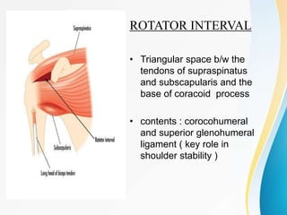ROTATOR INTERVAL
• Triangular space b/w the
tendons of supraspinatus
and subscapularis and the
base of coracoid process
• contents : corocohumeral
and superior glenohumeral
ligament ( key role in
shoulder stability )
 