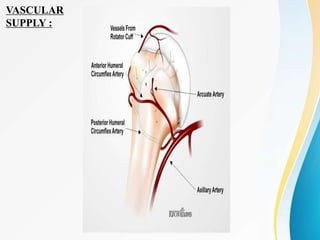 VASCULAR
SUPPLY :
 