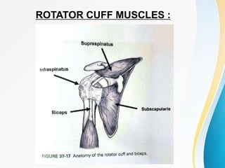 ROTATOR CUFF MUSCLES :
 