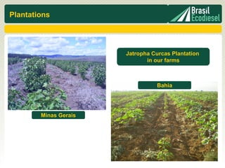 Plantations




                       Jatropha Curcas Plantation
                              in our farms



                                  Bahia




        Minas Gerais
 