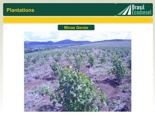 Plantations


              Minas Gerais
 