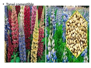 • Tarwi comestible
 