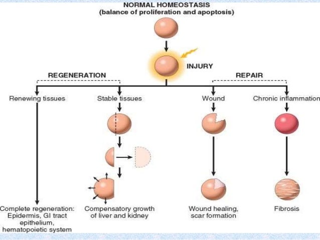 Place of formation of platelets. Structure and function of platelets Place of formation of platelets. Structure and function of platelets