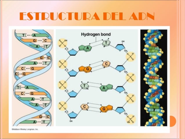 cadena de adn positiva y negativa 1ra clase del adn cadena de adn positiva y negativa 1ra clase del adn