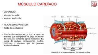 aparato cardiovascular.pptx
