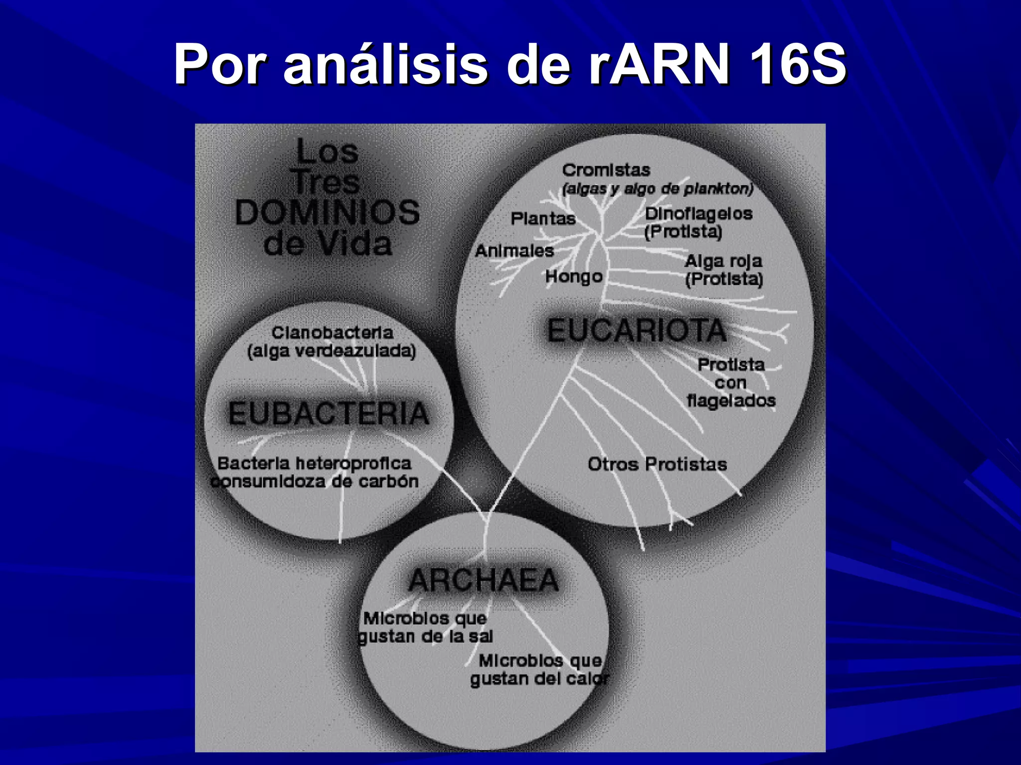 Por análisis de rARN 16SPor análisis de rARN 16S
 