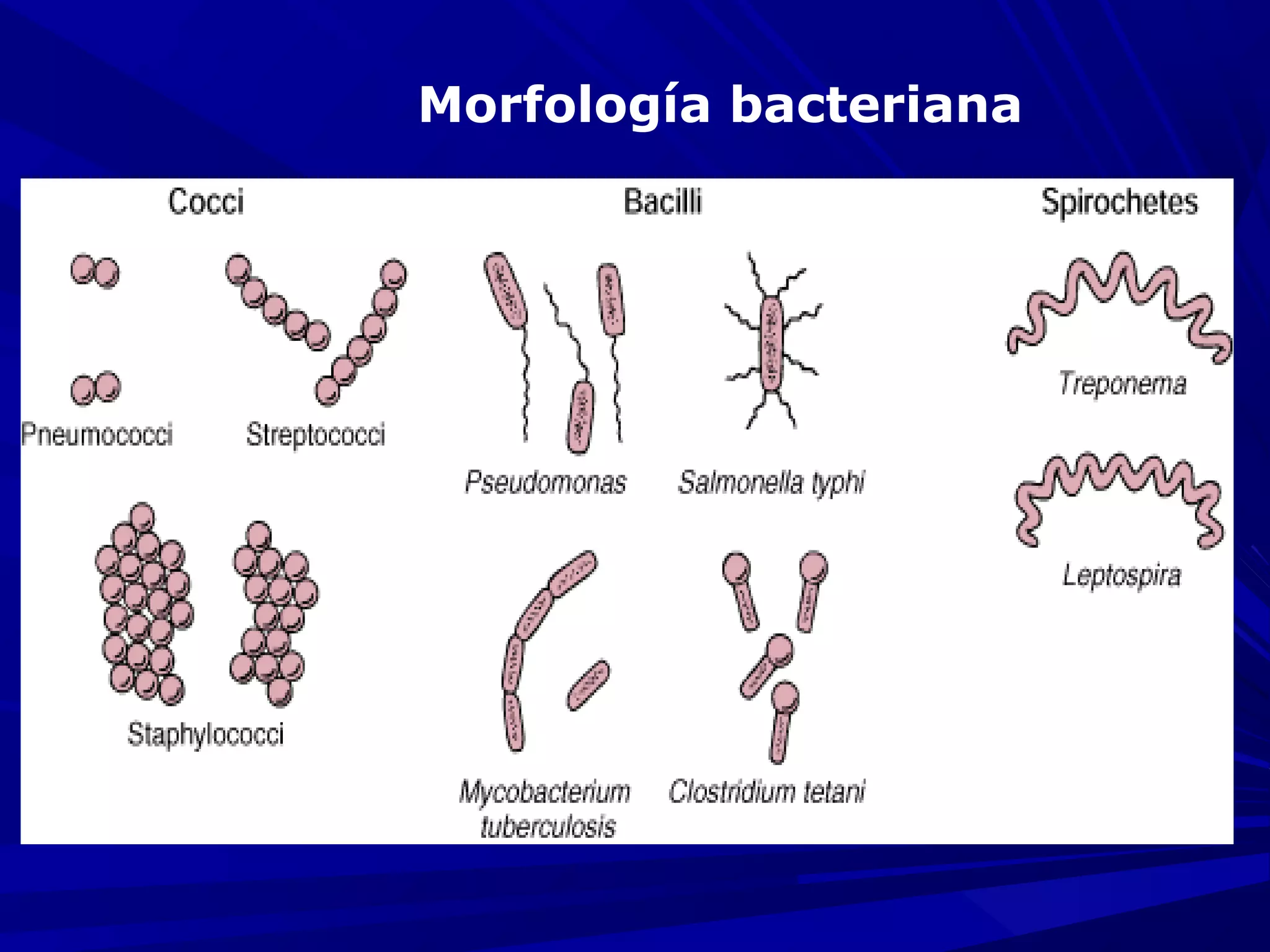 Morfología bacteriana
 