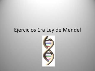 Ejercicios 1ra Ley de Mendel

Prof. Jairo Rivera

 