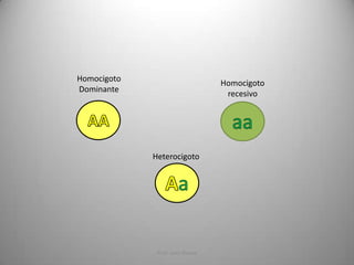 Homocigoto
Dominante

Homocigoto
recesivo

Heterocigoto

Prof. Jairo Rivera

 
