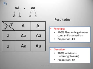 1ra ley de mendel ejercicios