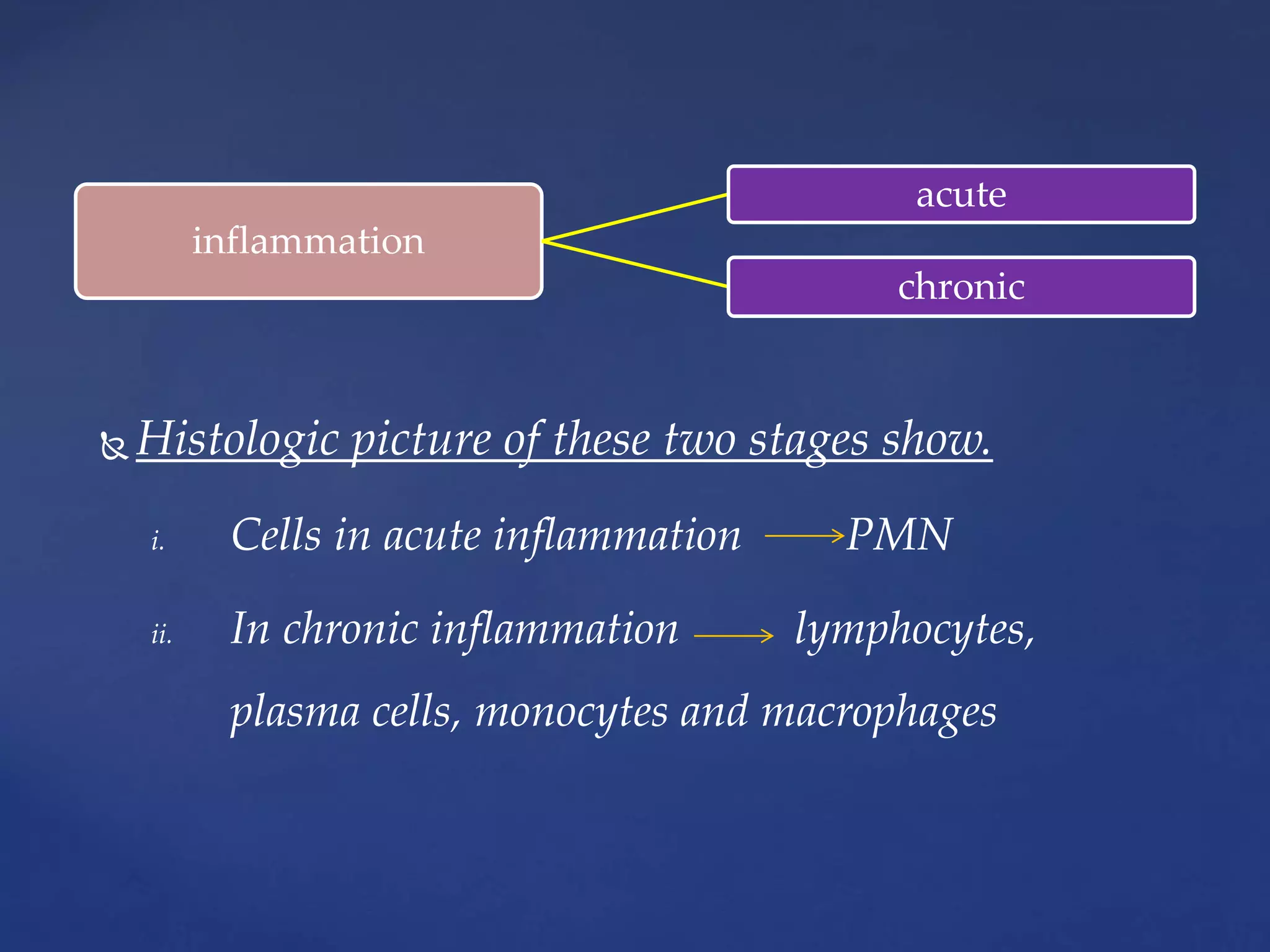  Histologic picture of these two stages show.
i. Cells in acute inflammation PMN
ii. In chronic inflammation lymphocytes,
plasma cells, monocytes and macrophages
inflammation
acute
chronic
 