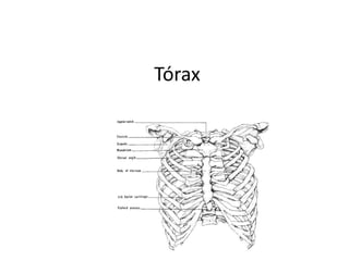 Tórax
 