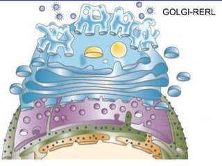 GOLGI-RERL 
