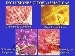 INCLUSIONES CITOPLASMÁTICAS Gránulos de glucógeno Gránulos de lípidos Gránulos de  cimógeno Pigmento de  melanina 