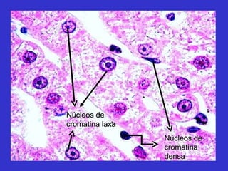 Núcleos de cromatina laxa  Núcleos de cromatina densa 