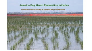  1,400 acres of tidal wetlands loss in Jamaica Bay since 1924
 Marsh deterioration continues at a rate of over 44 acres ...