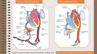 Figura 1. Cambios fisiológicos en respiración del recién nacido.
Academy American of Pediatric, Neonatal Resucitacion, 7th edition. 2016.
CIRCULACION EN PARALELO CIRCULACION EN SERIE
 