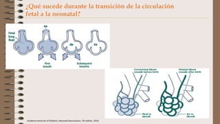 Academy American of Pediatric, Neonatal Resucitacion, 7th edition. 2016.
¿Qué sucede durante la transición de la circulación
fetal a la neonatal?
 