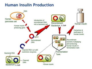 Ligase
E. Coli
E. Coli
 