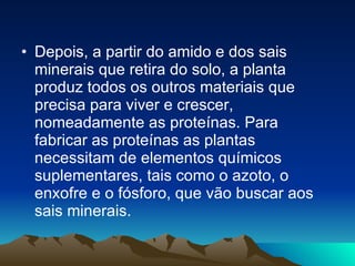 Depois, a partir do amido e dos sais minerais que retira do solo, a planta produz todos os outros materiais que precisa para viver e crescer, nomeadamente as proteínas. Para fabricar as proteínas as plantas necessitam de elementos químicos suplementares, tais como o azoto, o enxofre e o fósforo, que vão buscar aos sais minerais.  