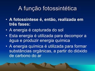 A função fotossintética A fotossíntese é, então, realizada em três fases: A energia é capturada do sol Esta energia é utilizada para decompor a água e produzir energia química A energia química é utilizada para formar substâncias orgânicas, a partir do dióxido de carbono do ar 