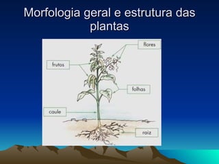 Morfologia geral e estrutura das plantas 