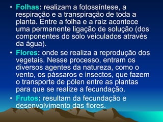 Folhas :  realizam a fotossíntese, a respiração e a transpiração de toda a planta. Entre a folha e a raiz acontece uma permanente ligação de solução (dos componentes do solo veiculados através da água). Flores :  onde se realiza a reprodução dos vegetais. Nesse processo, entram os diversos agentes da natureza, como o vento, os pássaros e insectos, que fazem o transporte de pólen entre as plantas para que se realize a fecundação. Frutos :  resultam da fecundação e desenvolvimento das flores. 