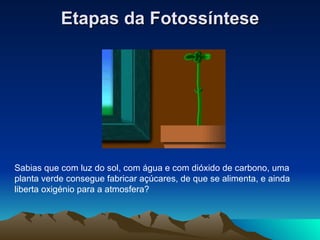 Etapas da Fotossíntese Sabias que com luz do sol, com água e com dióxido de carbono, uma planta verde consegue fabricar açúcares, de que se alimenta, e ainda liberta oxigénio para a atmosfera? 