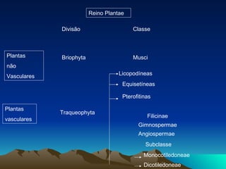Reino Plantae Plantas  não  Vasculares Plantas vasculares Divisão Briophyta Traqueophyta Classe Musci Filicinae Gimnospermae Angiospermae Subclasse Monocotiledoneae Dicotiledoneae Licopodíneas Equisetíneas Pterofitinas  